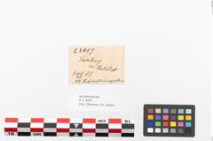Etiketten zu Perlenkette (NHMW-PRAE-023687)